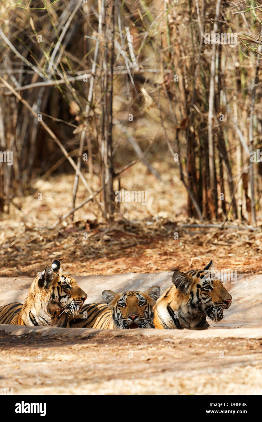 Wagdoh Tigress Cubs family cooling off at Tadoba Forest, India. [Panthera Tigris] Stock Photo