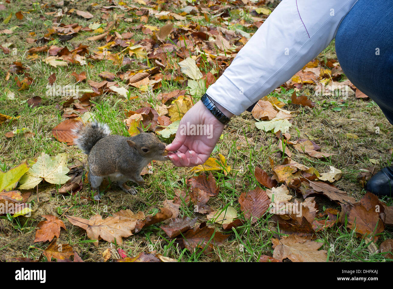 Woman feeding a wild Grey squirrel with biscuits in a public park, Glasgow, Scotland, UK Stock Photo
