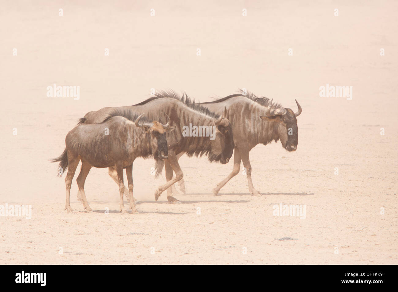 Blue Wildebeest (connochaetes taurinus) walking through a sandstorm in the Kalahari desert, South Africa Stock Photo