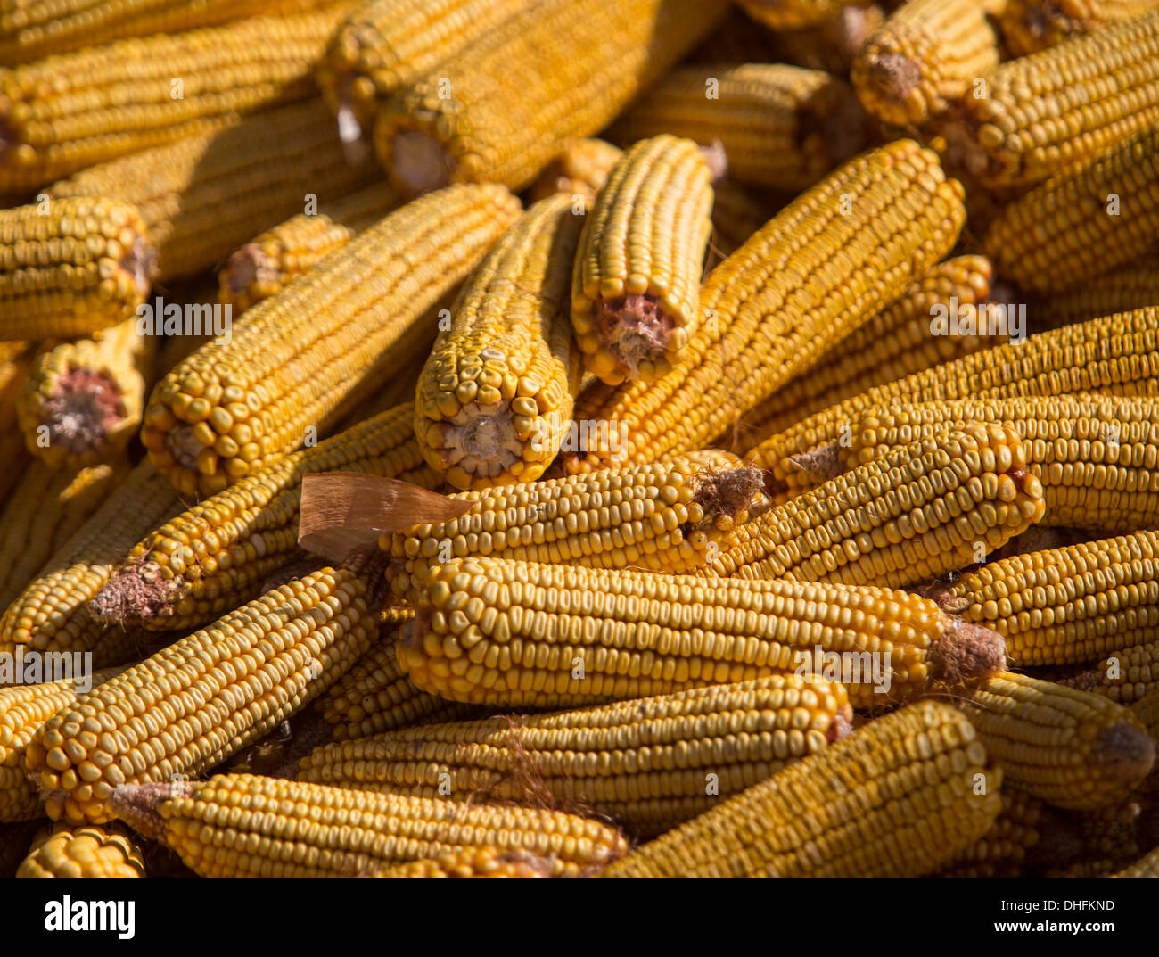 Pile of corn, harvest background Stock Photo Alamy