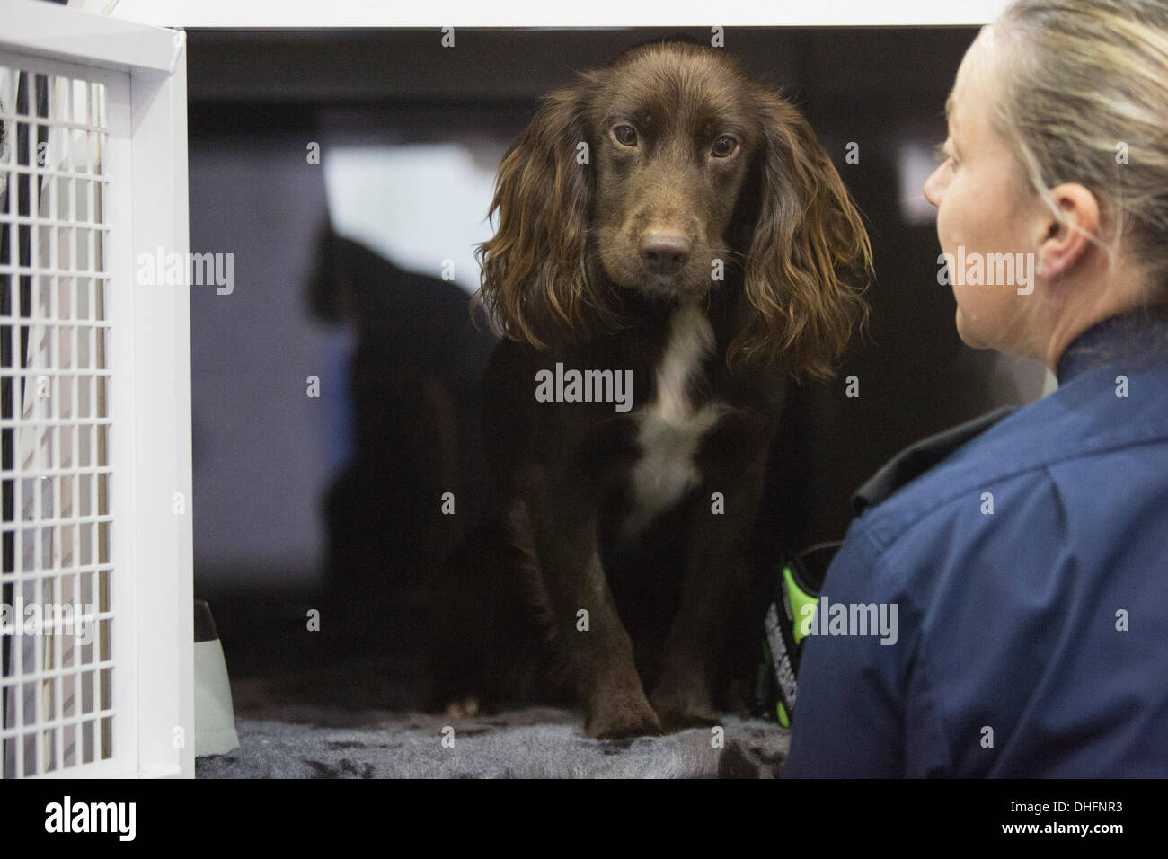 How Do I A Dog Handler Uk