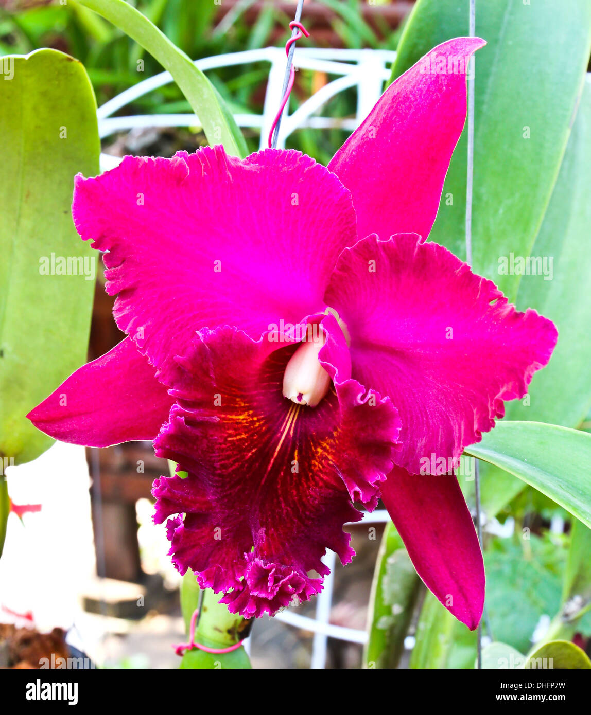 Violet cattleya orchid flower Stock Photo