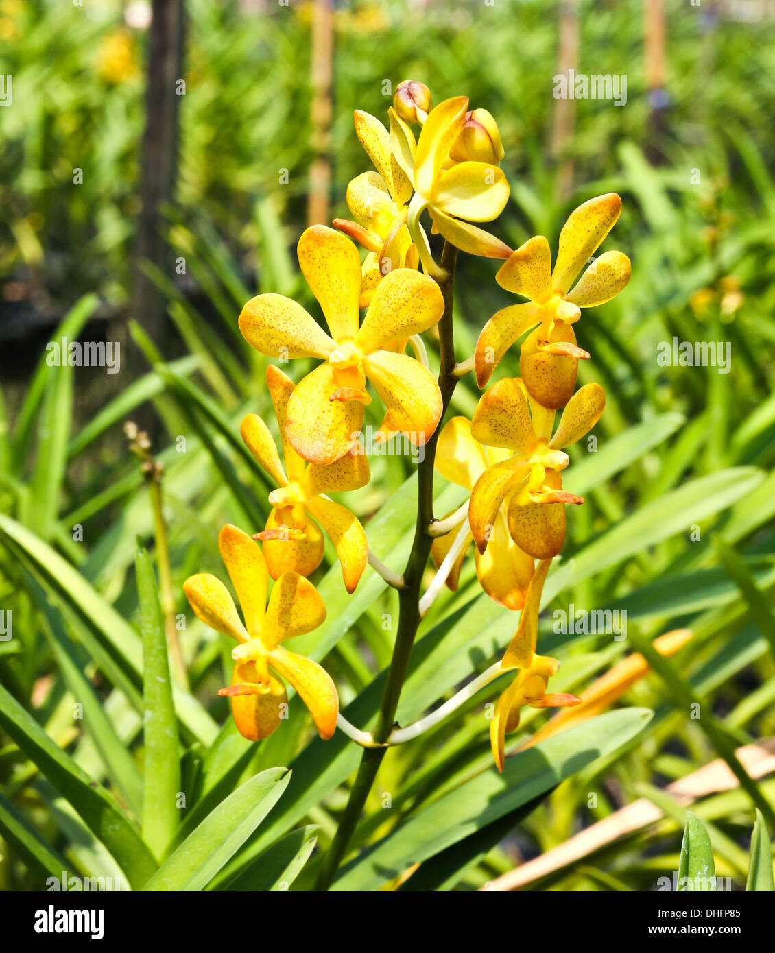 Beautiful yellow orchid in garden Stock Photo