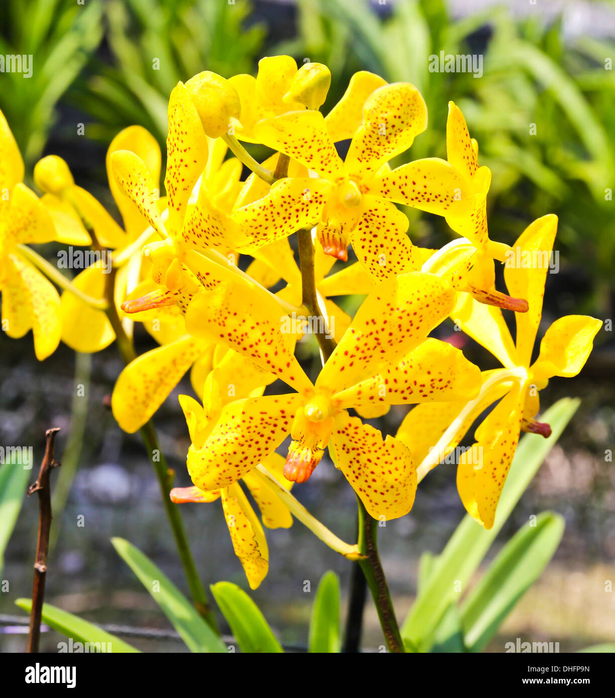 Beautiful yellow orchid in garden Stock Photo