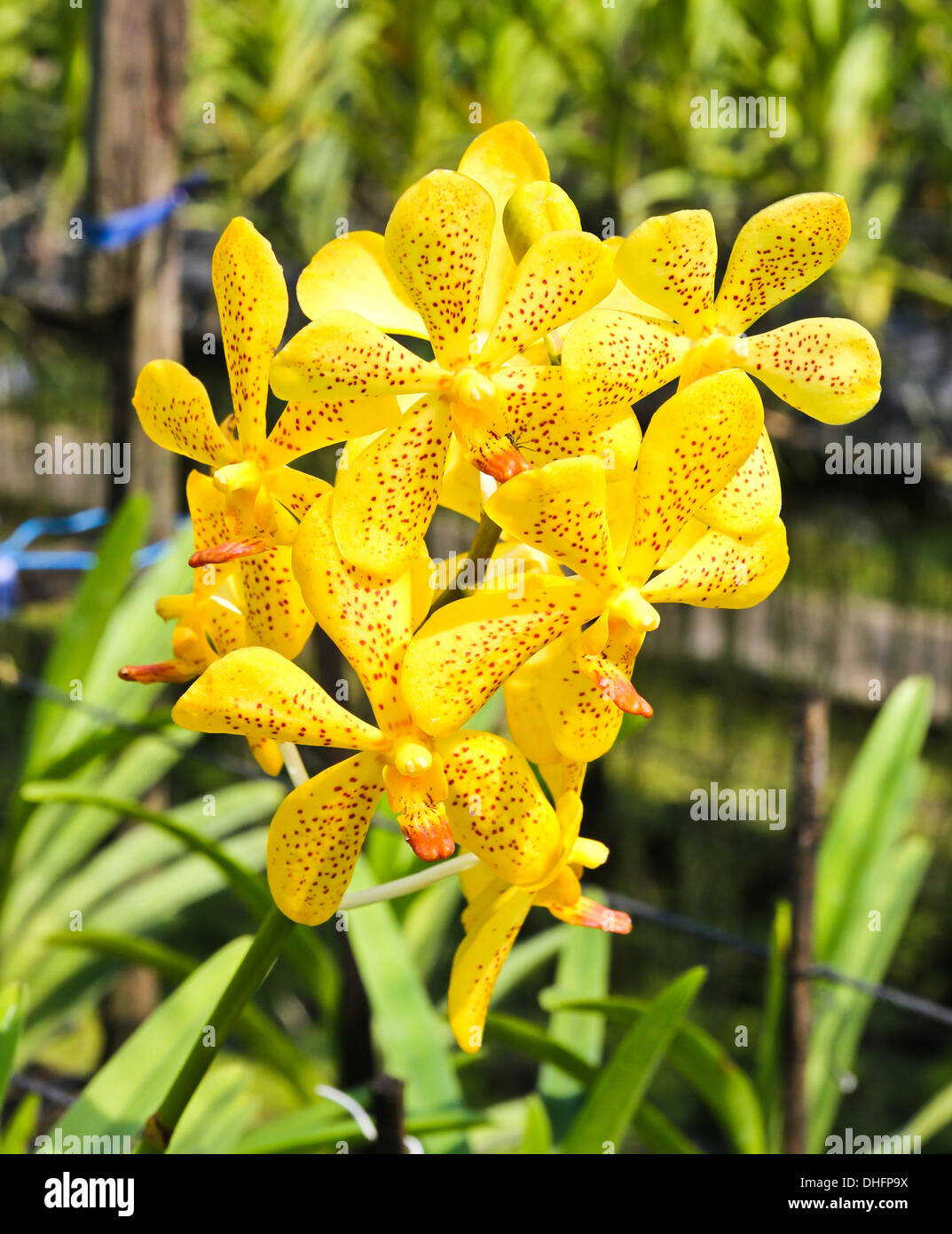 Beautiful yellow orchid in garden Stock Photo