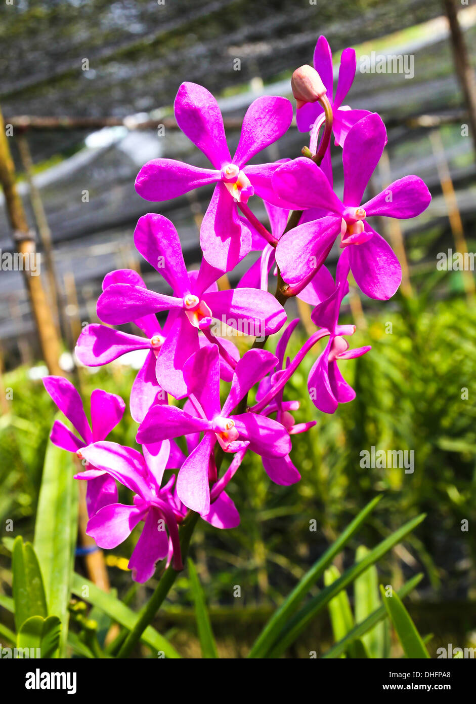 Beautiful violet orchid in garden Stock Photo