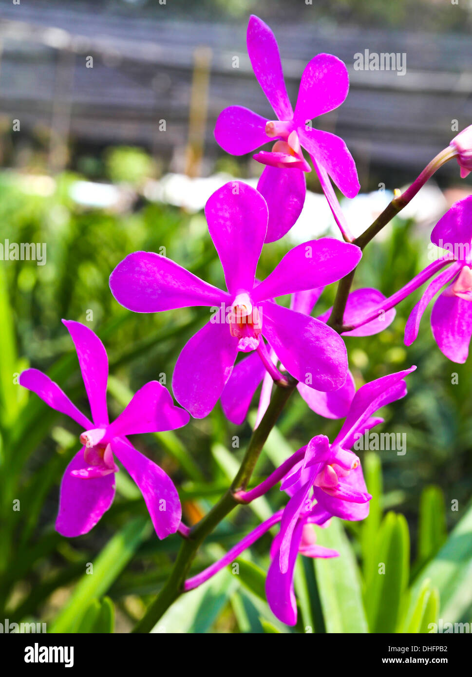 Beautiful violet orchid in garden Stock Photo