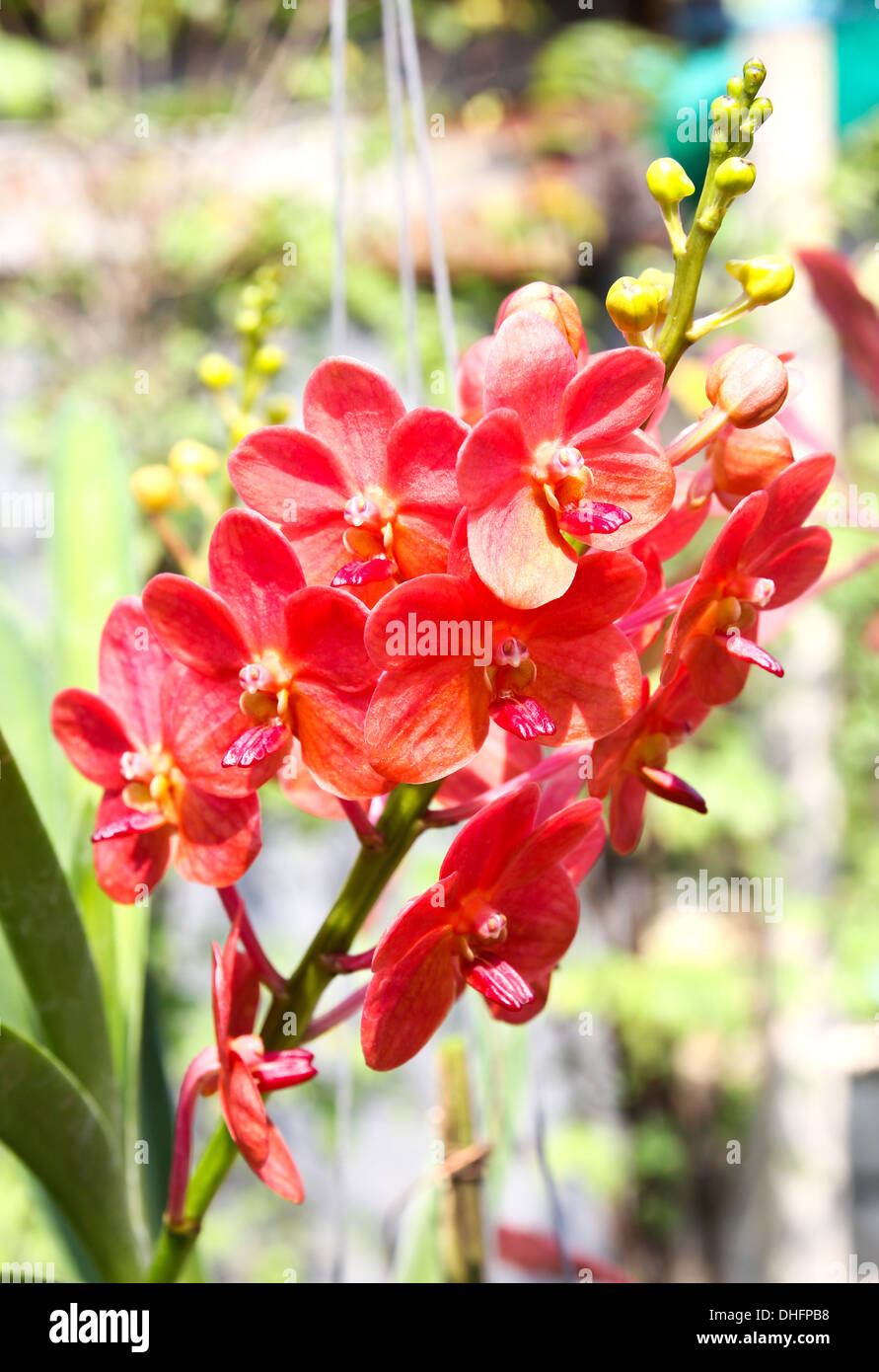 Beautiful orchid in garden Stock Photo