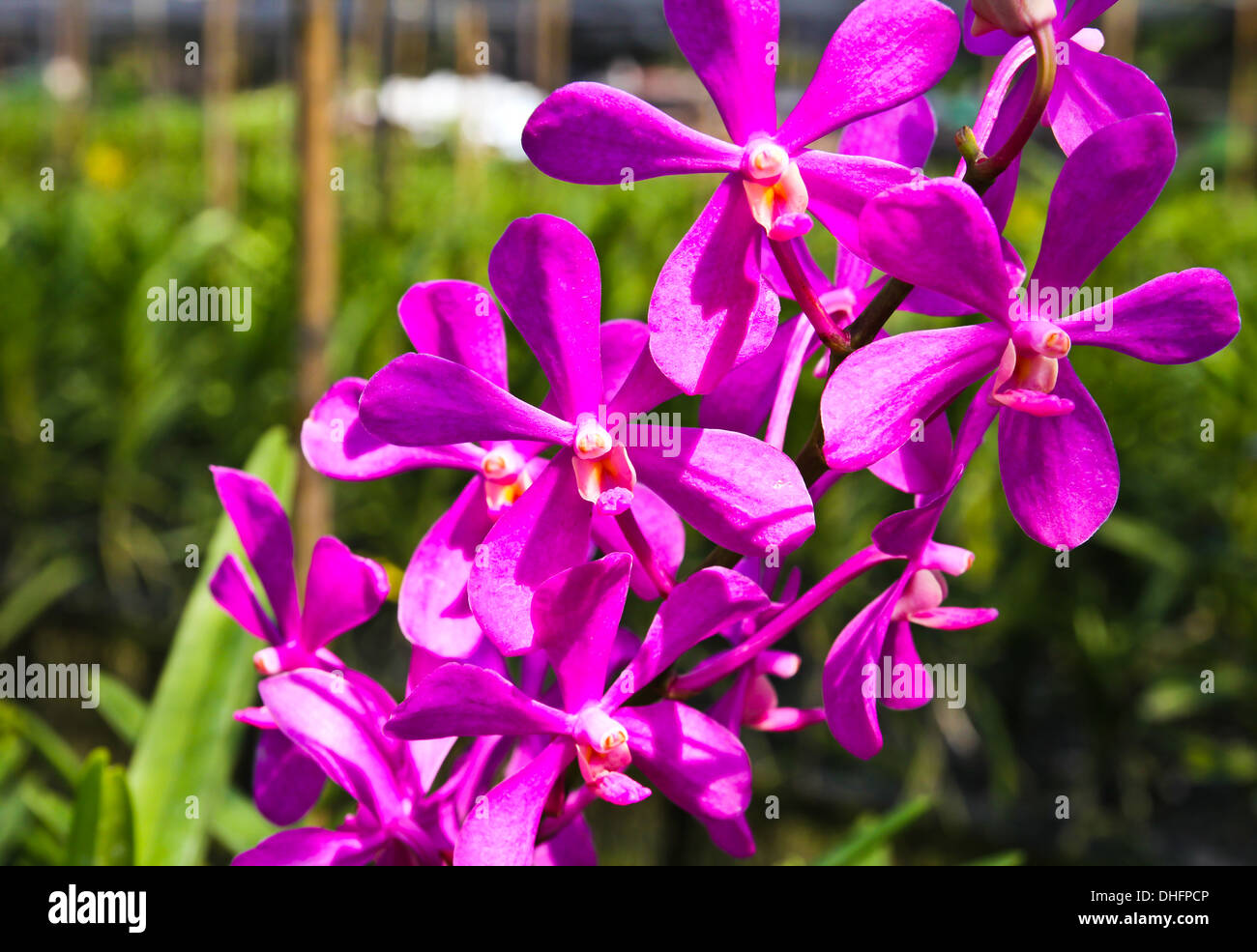 Beautiful violet orchid in garden Stock Photo