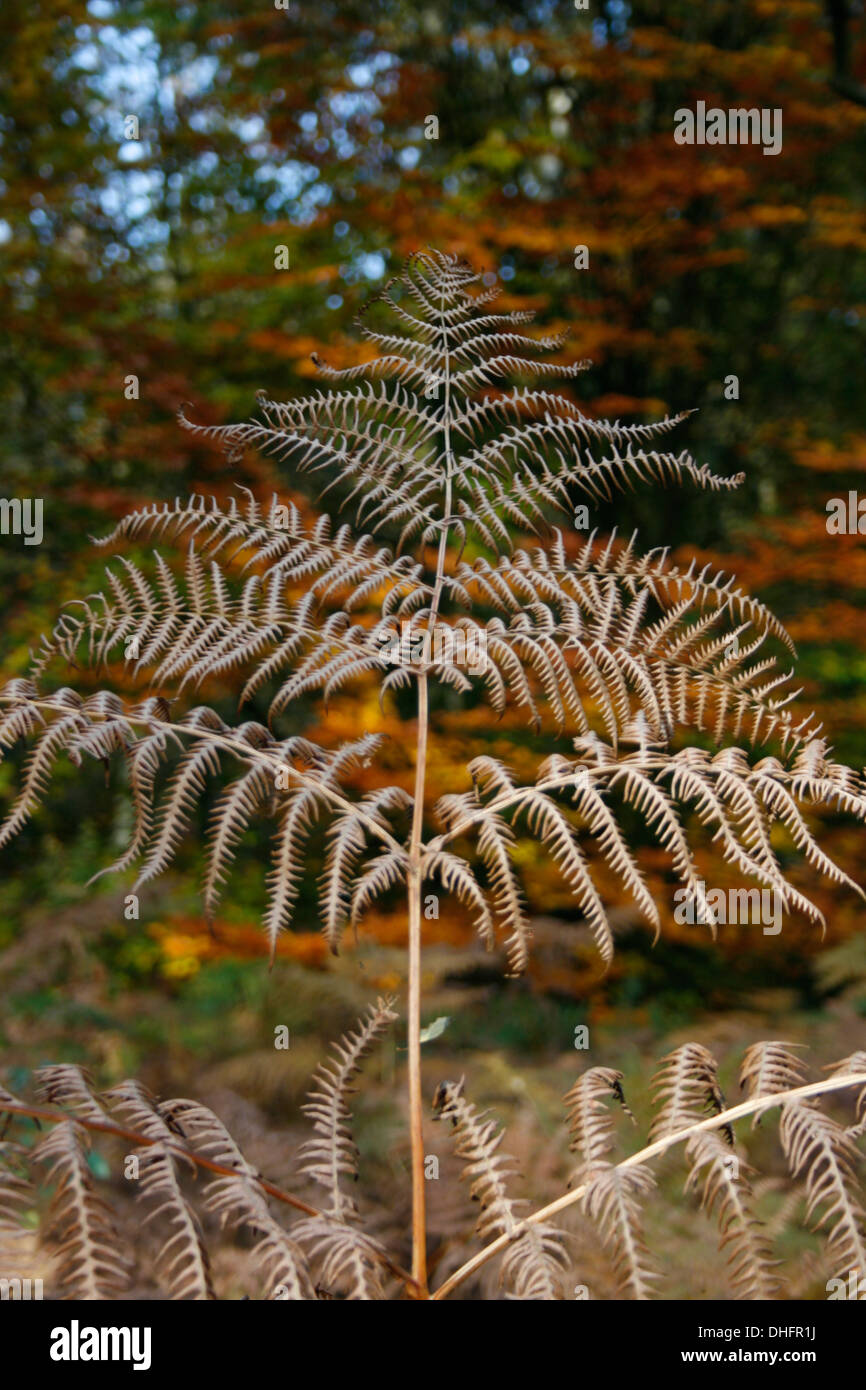 bracken fern in woodland Stock Photo