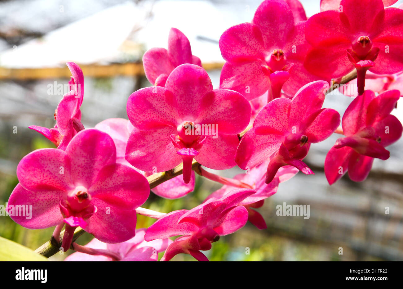 Beautiful orchid in garden Stock Photo