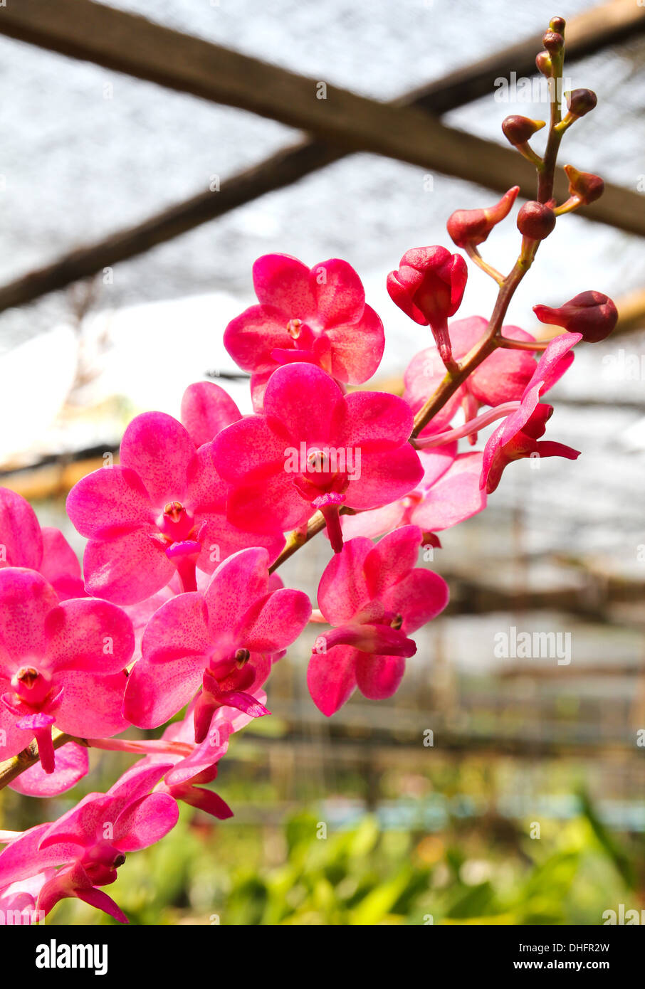 Beautiful orchid in garden Stock Photo