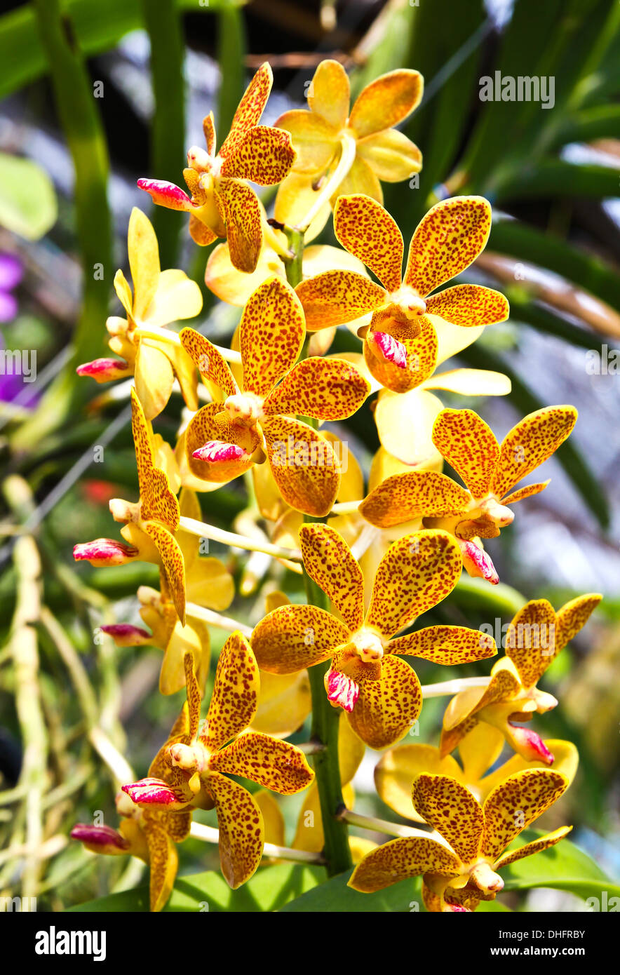 Beautiful orchid in garden Stock Photo