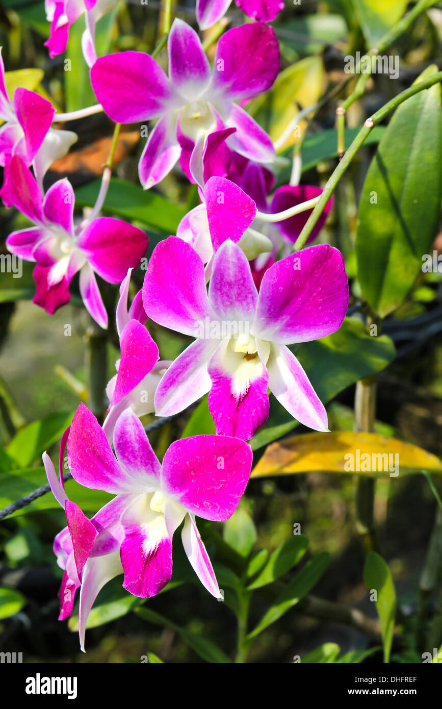 Beautiful orchid in garden Stock Photo