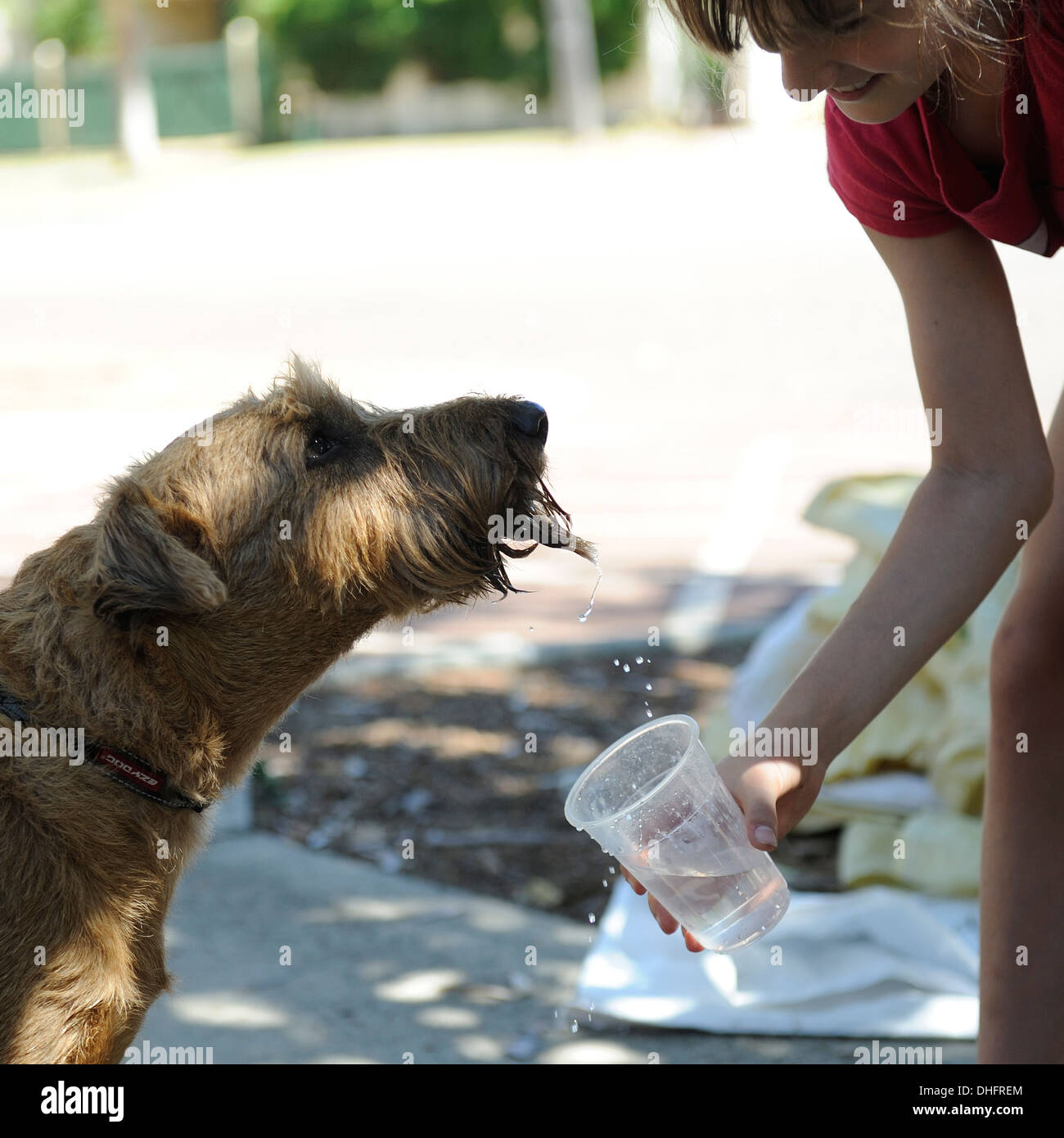 11 year old girl giving a dog a drink of water from a plastic cup on a very hot day Stock Photo