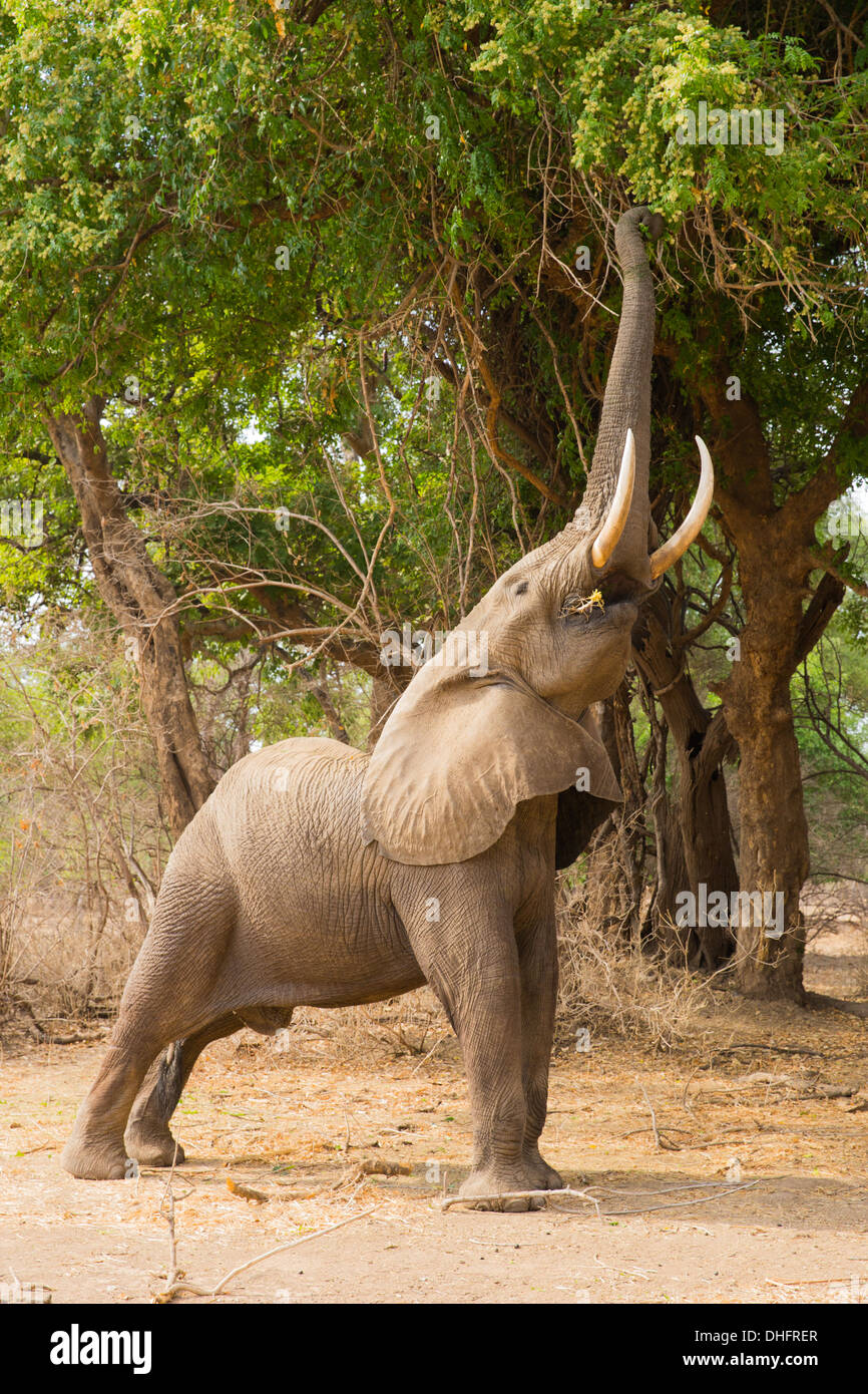 Profile of an African Elephant (Loxodonta africana) feeding, with trunk curled around a branch Stock Photo