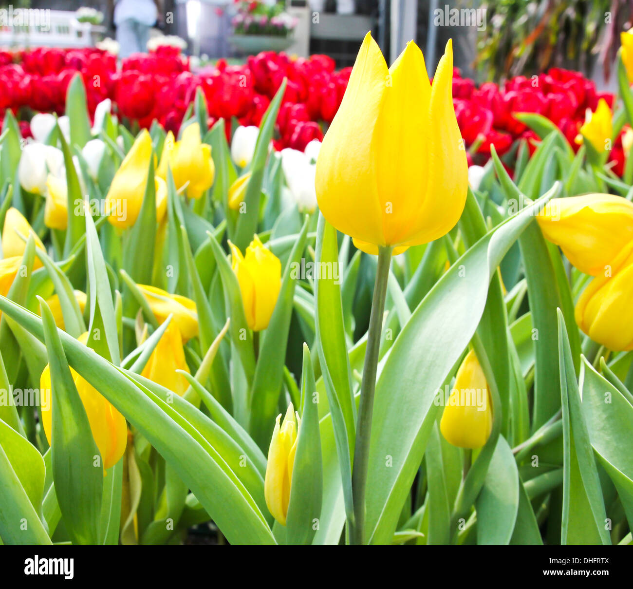 Colorful Tulips in Garden Stock Photo