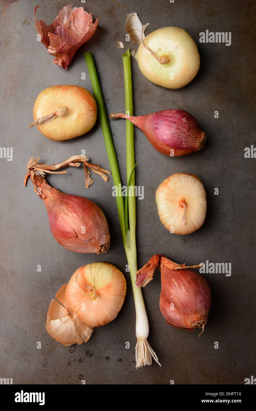 Shallots and green onion and yellow boiling onions. Vertical format on metal sheet. Stock Photo
