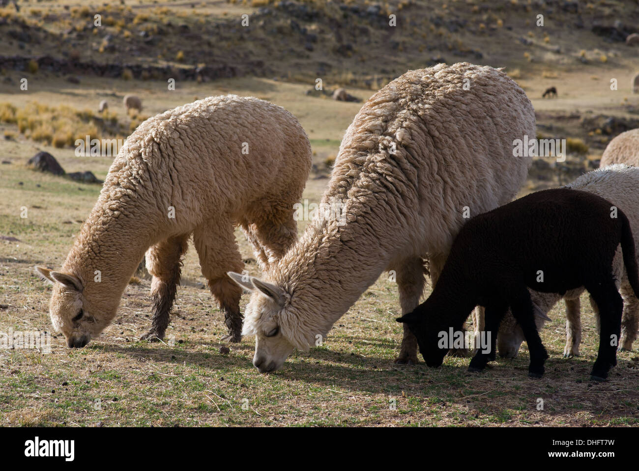 Alpacas and sheep grazing near Sillustani, Puno, Peru, South America