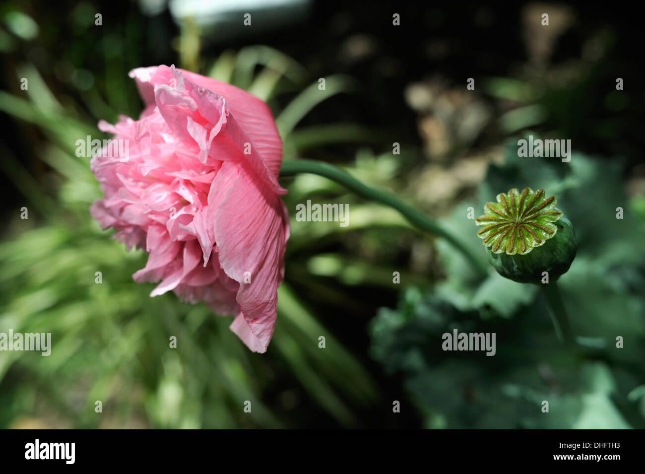 Flower and seed head of Peony form Opium Poppy (Papaver somniferum