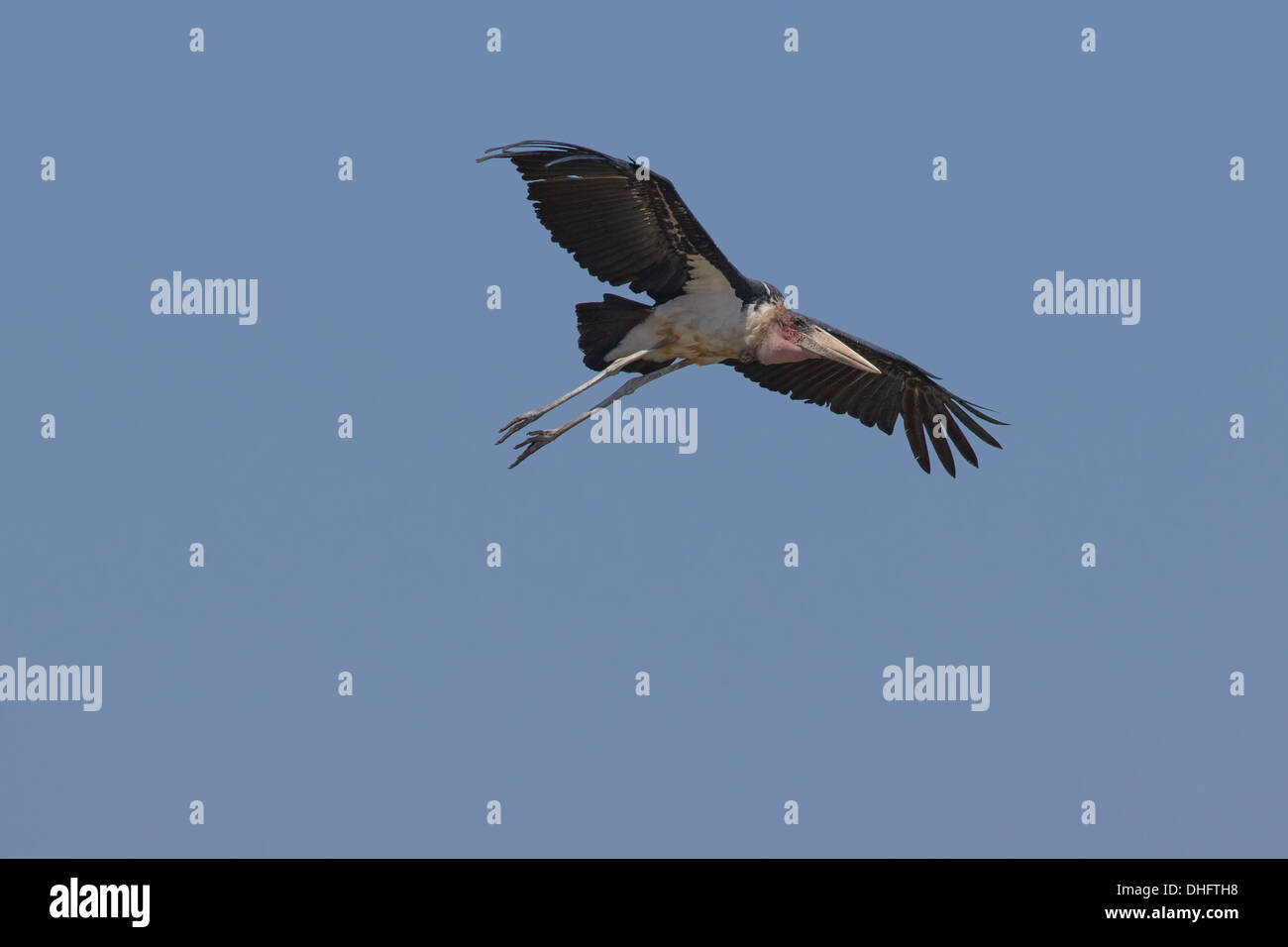 Marabou Stork (Leptoptilos crumeniferus) flying against blue sky Stock Photo