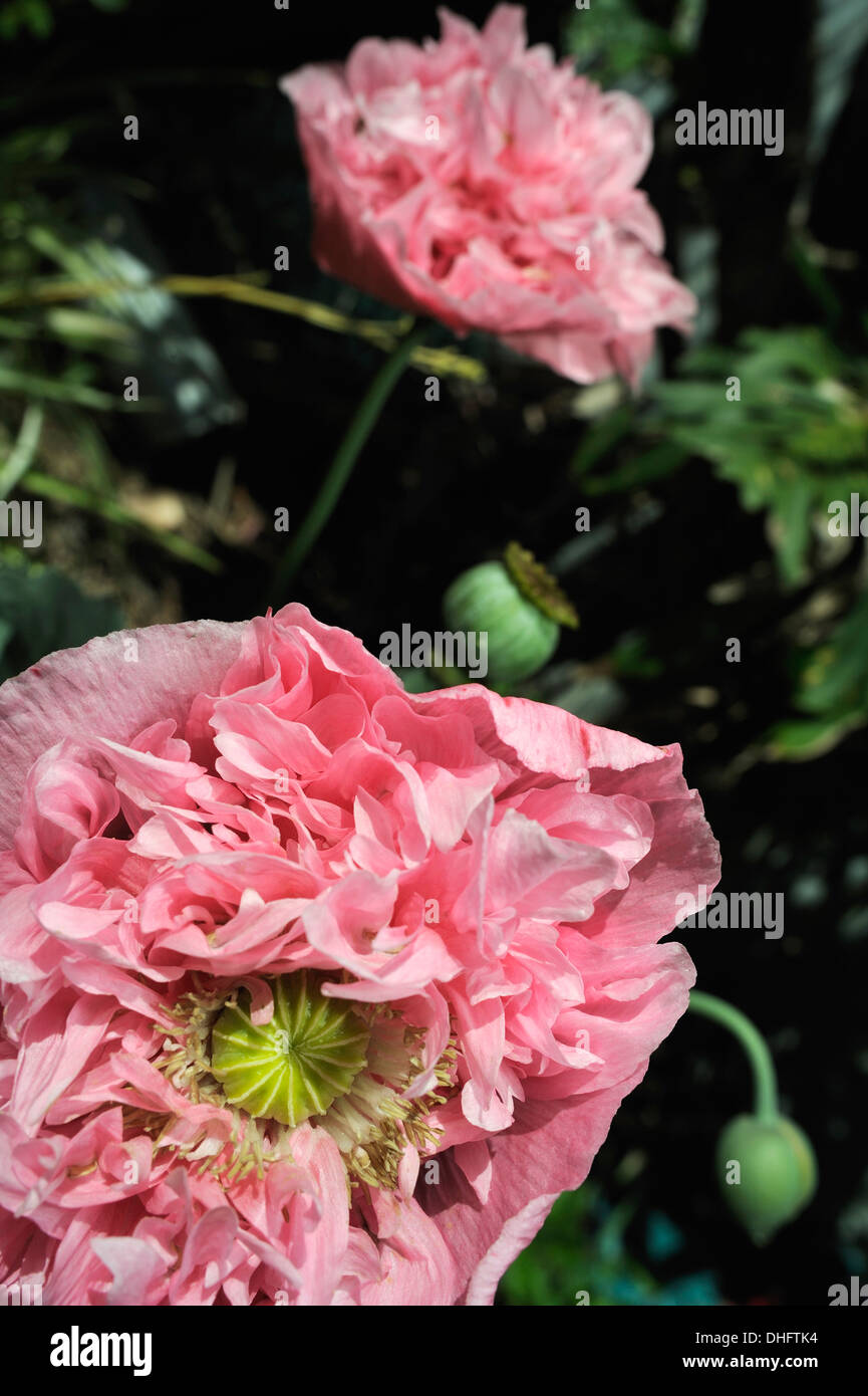 Closeup of flower of Peony form Opium Poppy (Papaver somniferum