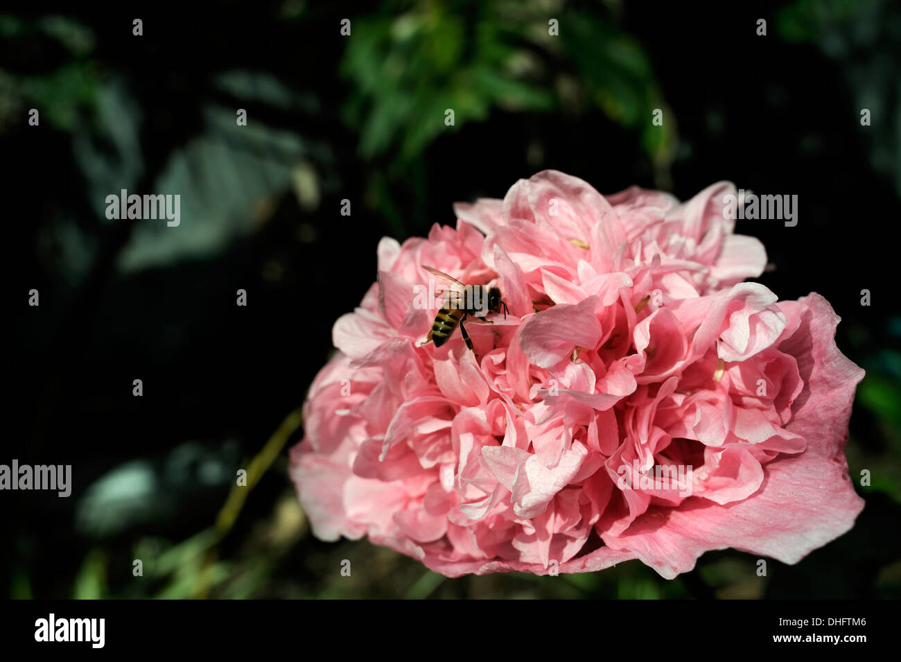 Bee amongst petals of Peony form Opium Poppy (Papaver somniferum