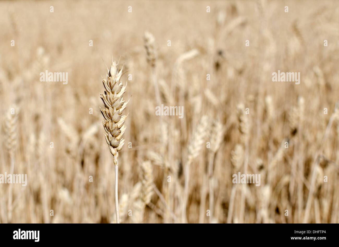 Yellow grain ready for harvest growing in a farm field Stock Photo