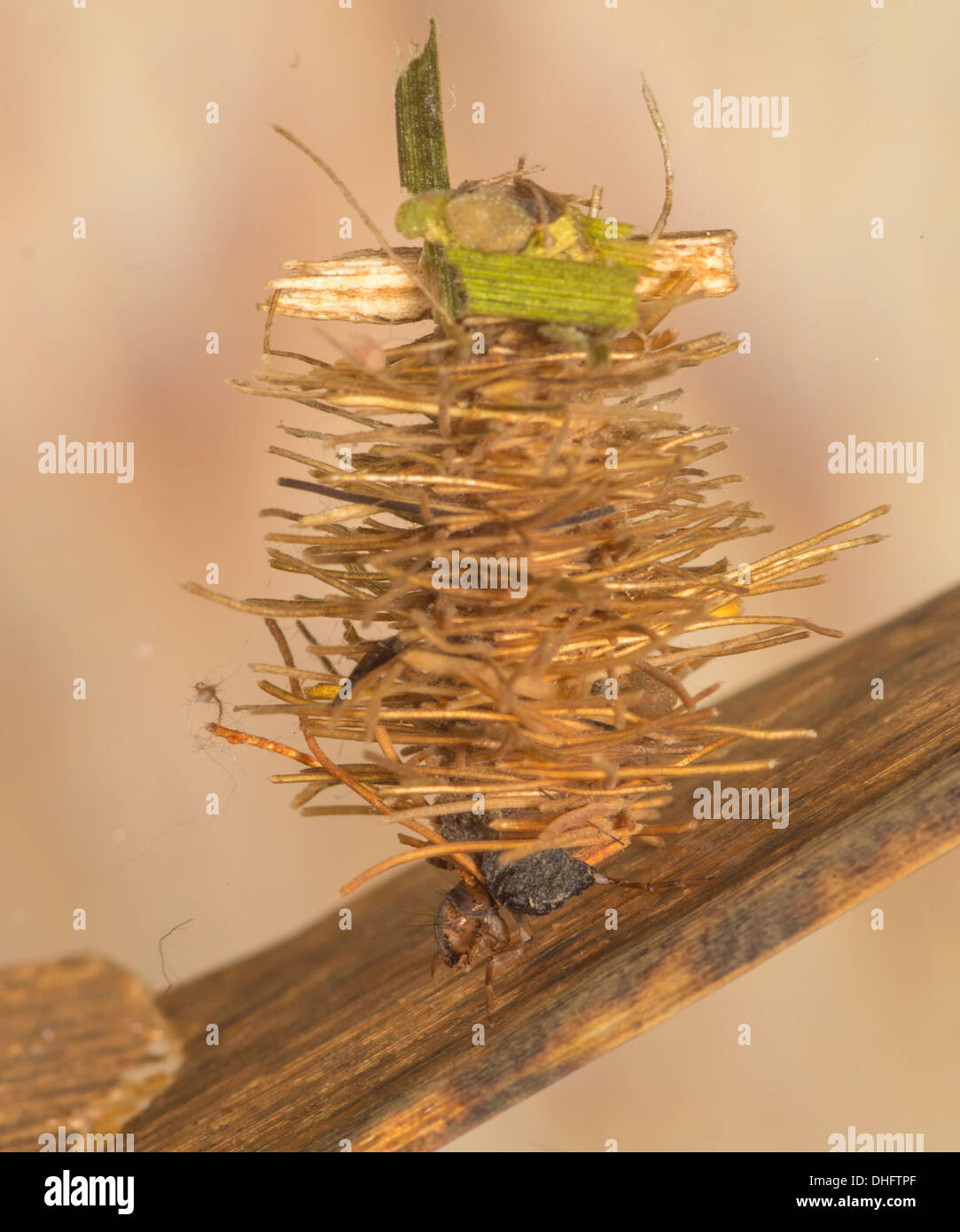 Caddisfly larva taken underwater in aquarium Stock Photo Alamy