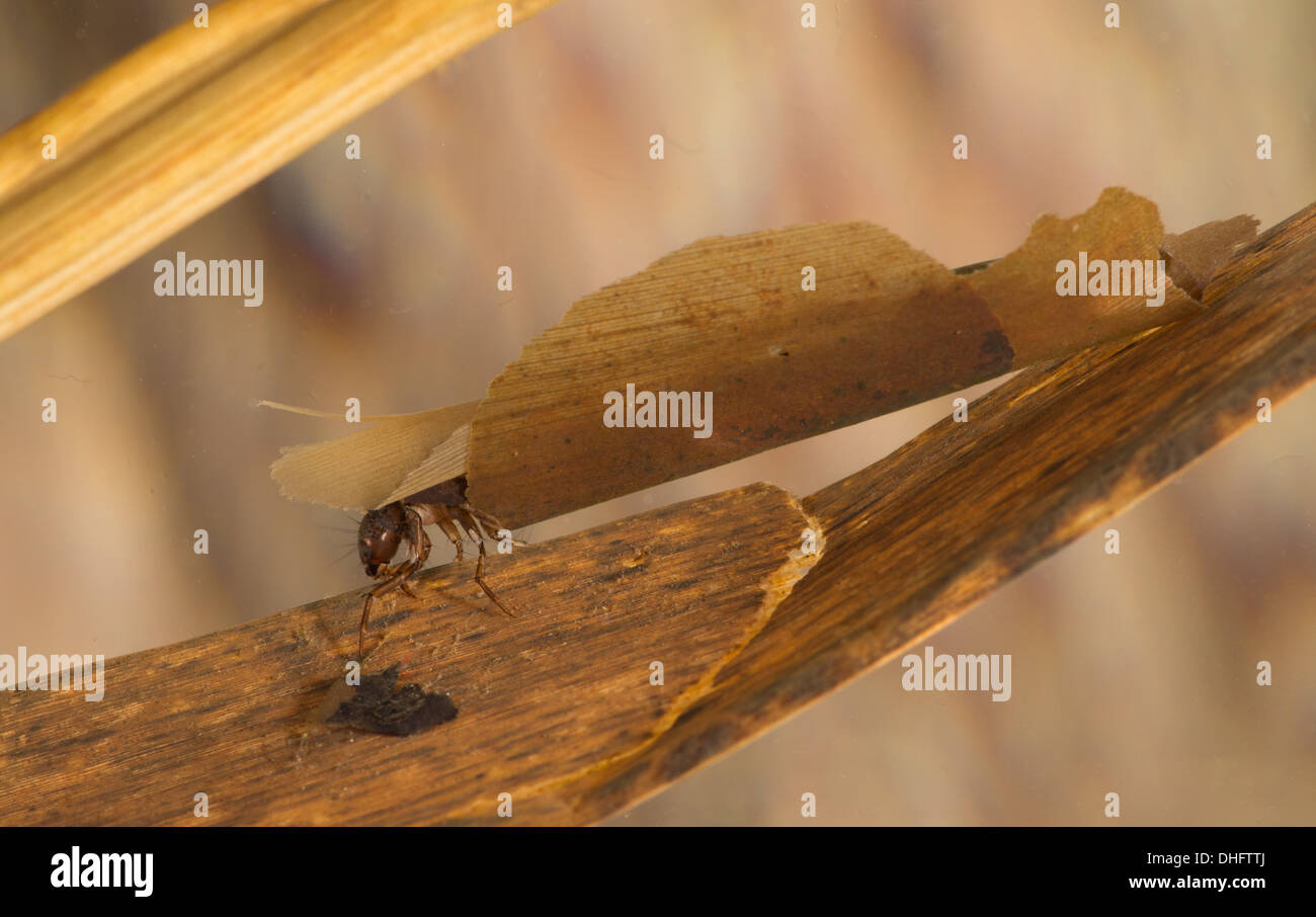 Caddisfly larva with reed stem case taken in photographic aquarium Stock Photo