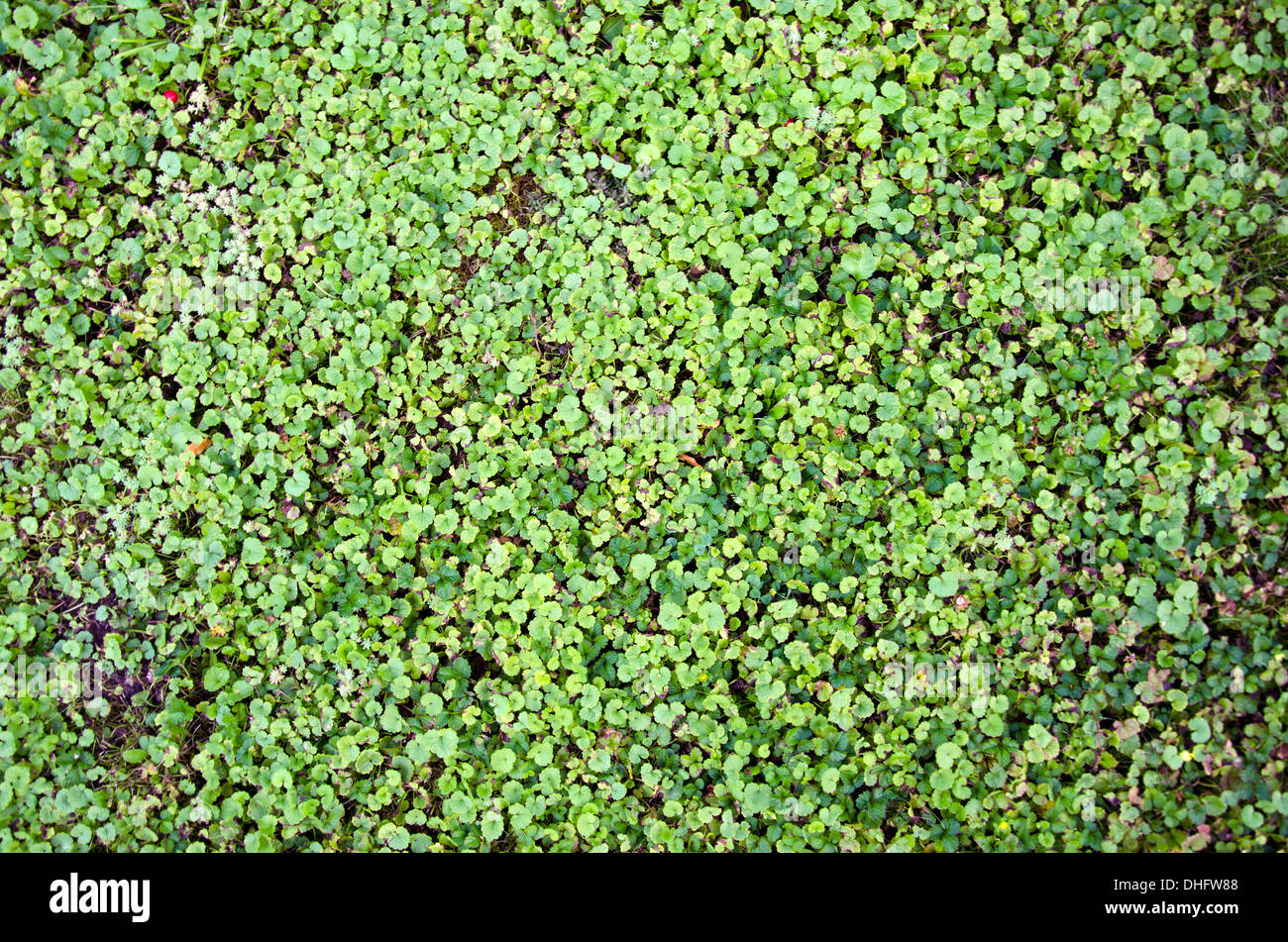 abstract green grass background Stock Photo - Alamy