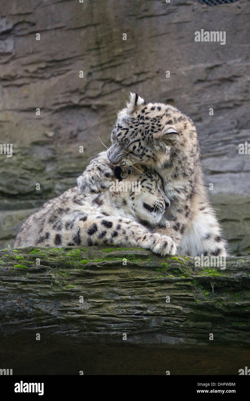 Snow Leopard cubs, 28 weeks old, playing Stock Photo - Alamy