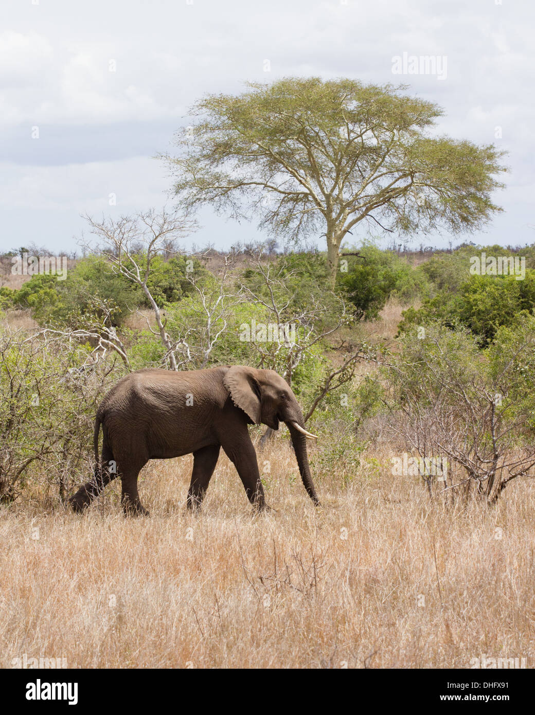 Safari holiday hi-res stock photography and images - Alamy