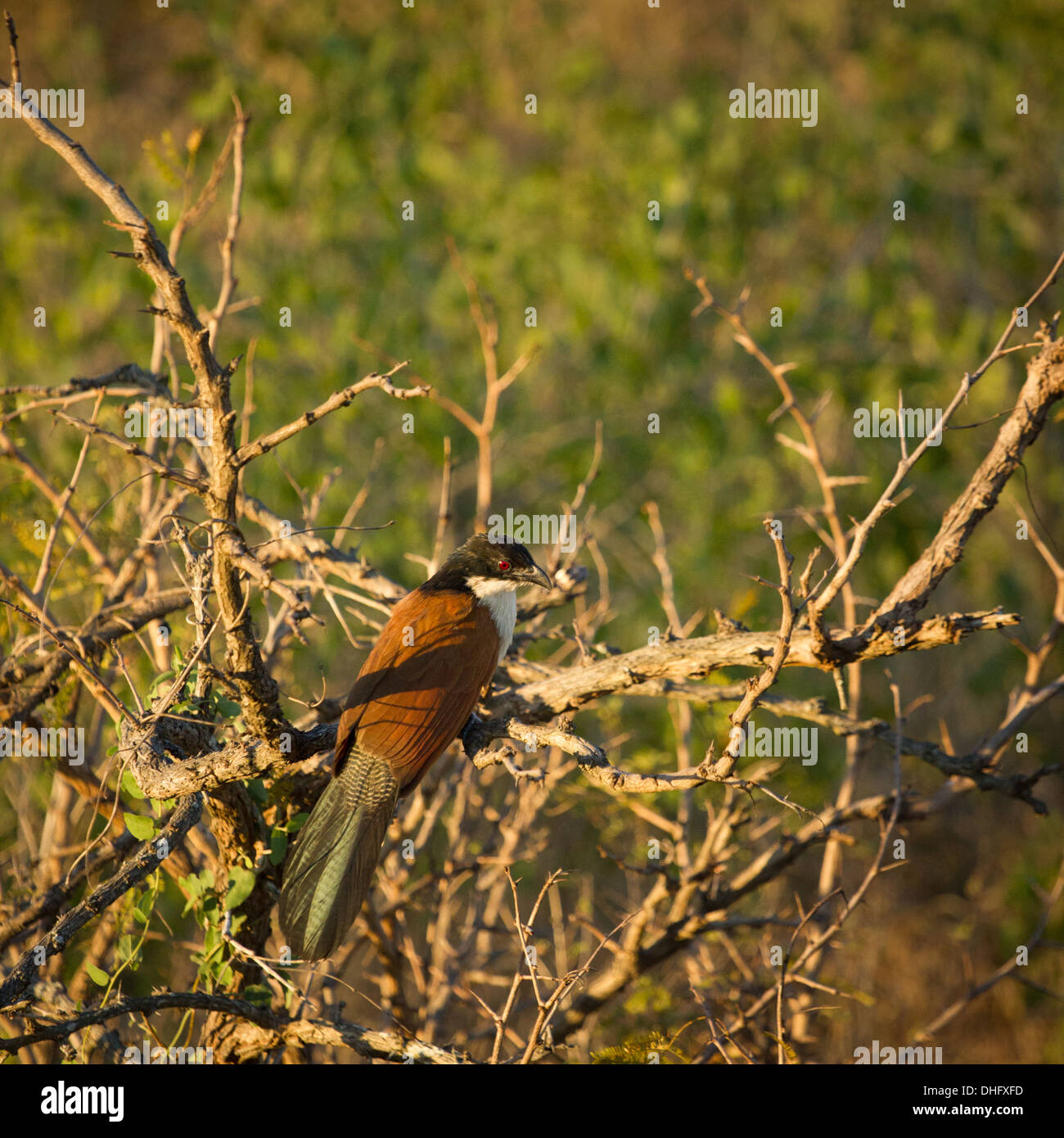 Burchell's Coucal in South Africa Stock Photo