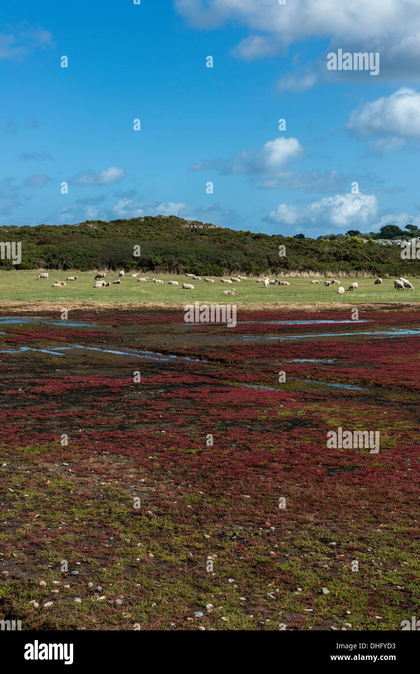 The Saltmarsh. Colin Best Nature Reserve. Guernsey. Channel Islands Stock Photo