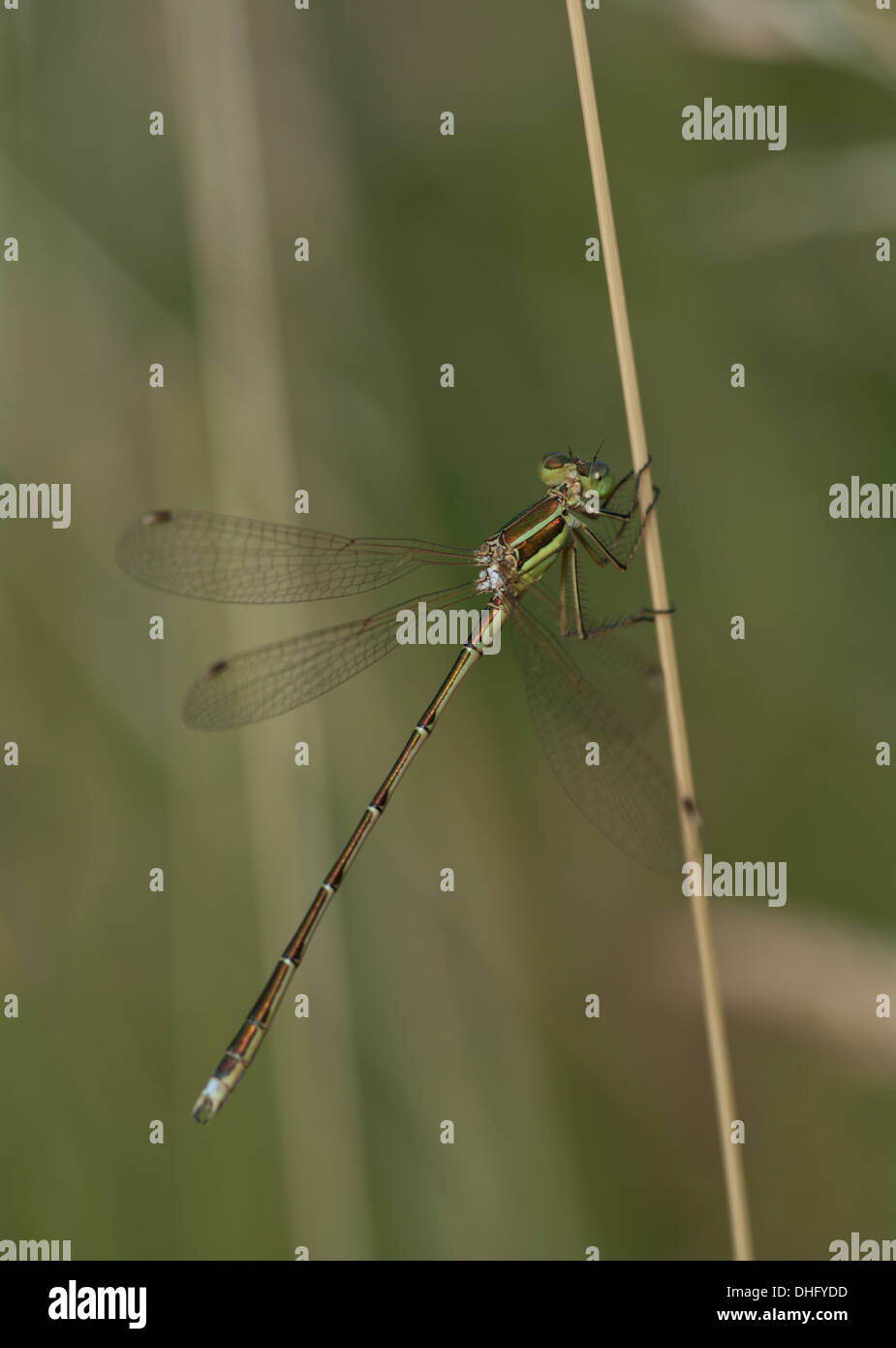 The first ever Lestes barbarus Southern emerald damselfly found in Essex, UK Stock Photo
