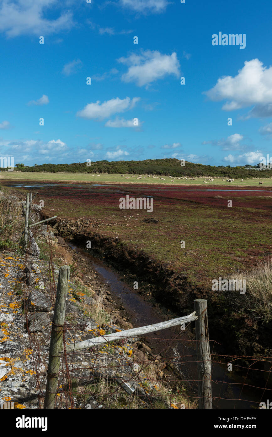 The Saltmarsh. Colin Best Nature Reserve. Guernsey. Channel Islands Stock Photo