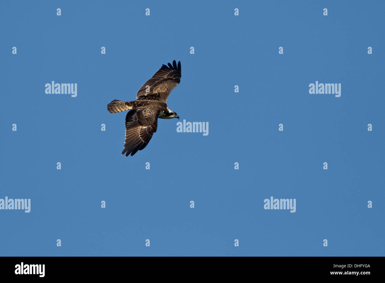 Osprey (Pandion haliaetus) in flight 1 cy Stock Photo