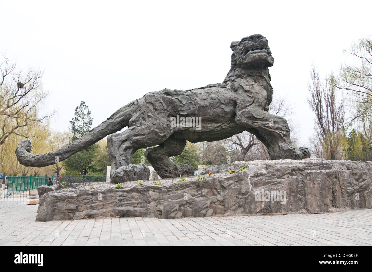 Tiger in beijing zoo china hi-res stock photography and images - Alamy