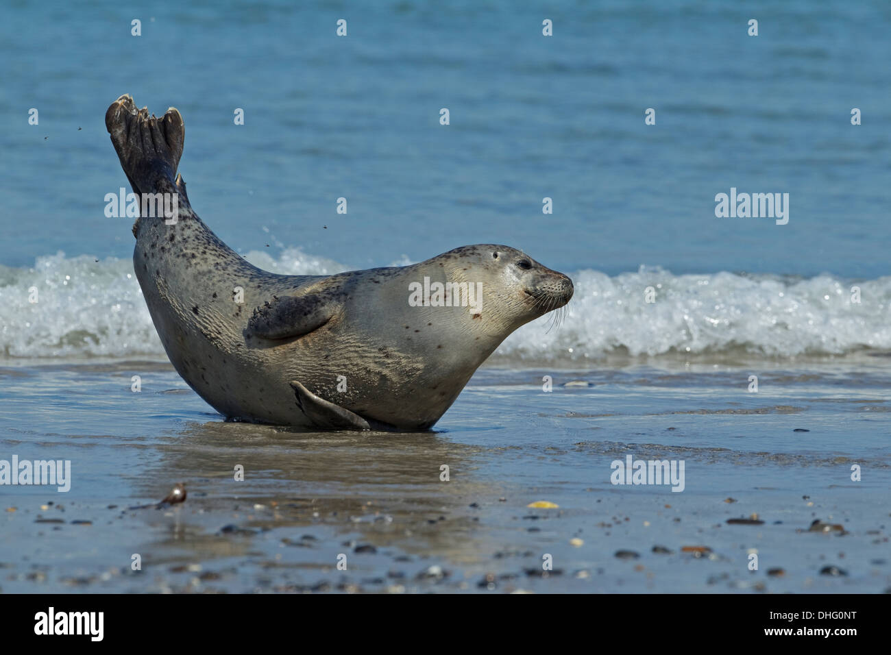 Harbor Seal (Phoca vitulina) lying Stock Photo