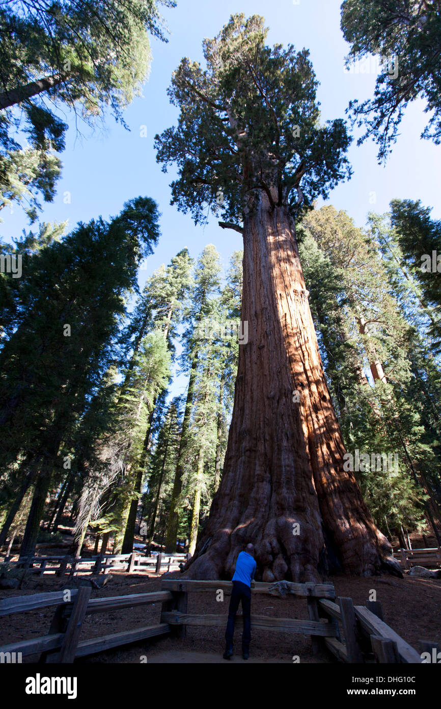 "General Sherman" the largest tree in the world, Sequoia National Park