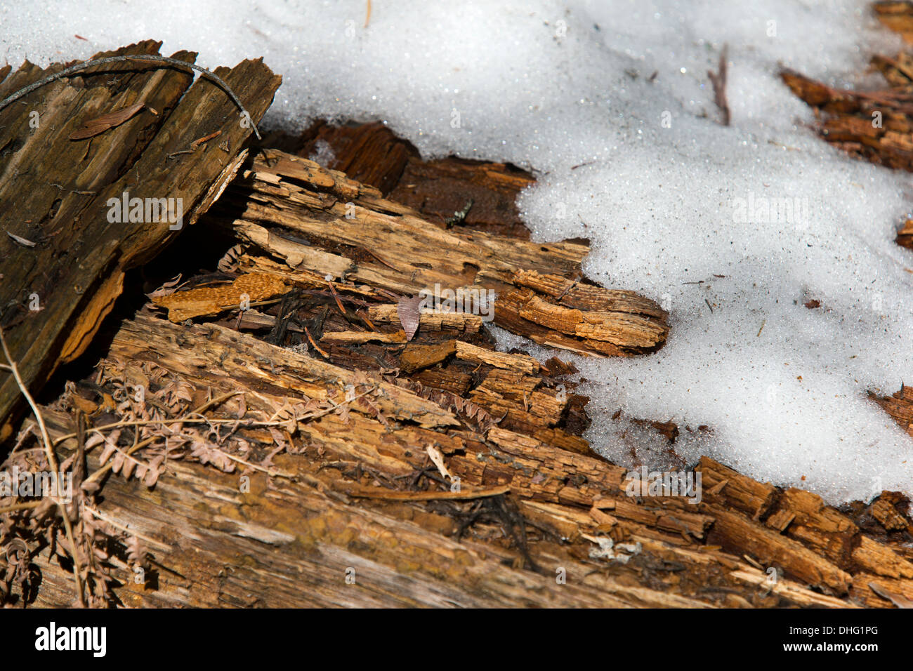 Rotting Wood & Snow, Sequoia National Park, California, U.S.A. Stock Photo