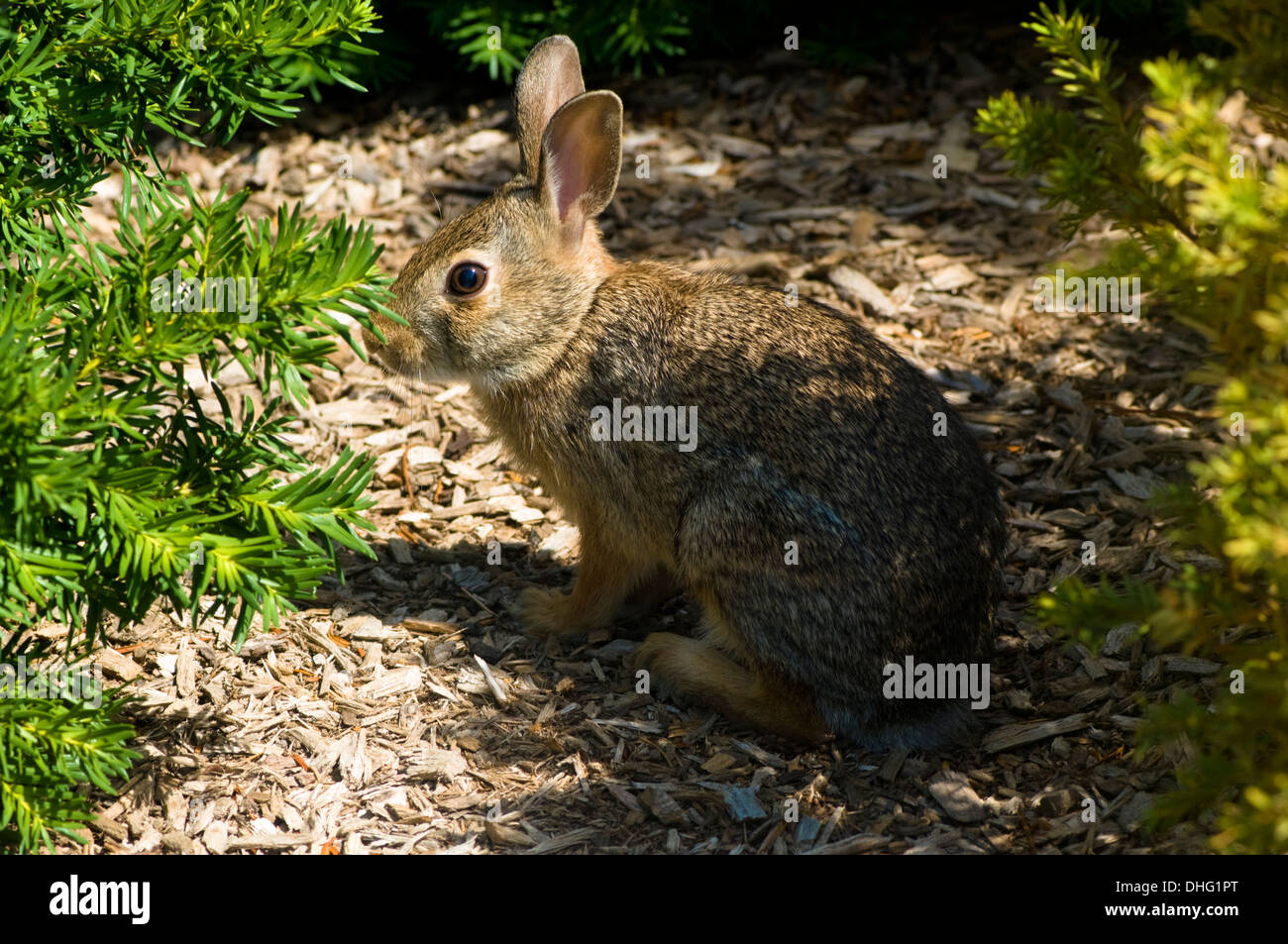 Rabbit bush hires stock photography and images Alamy