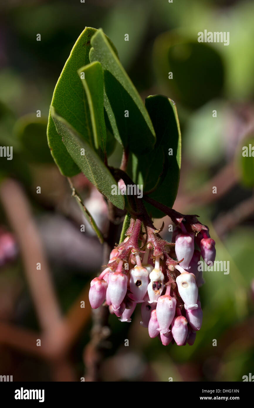 Greenleaf Manzanita (Arctostaphylos patula), Sequoia National Park, California, U.S.A. Stock Photo