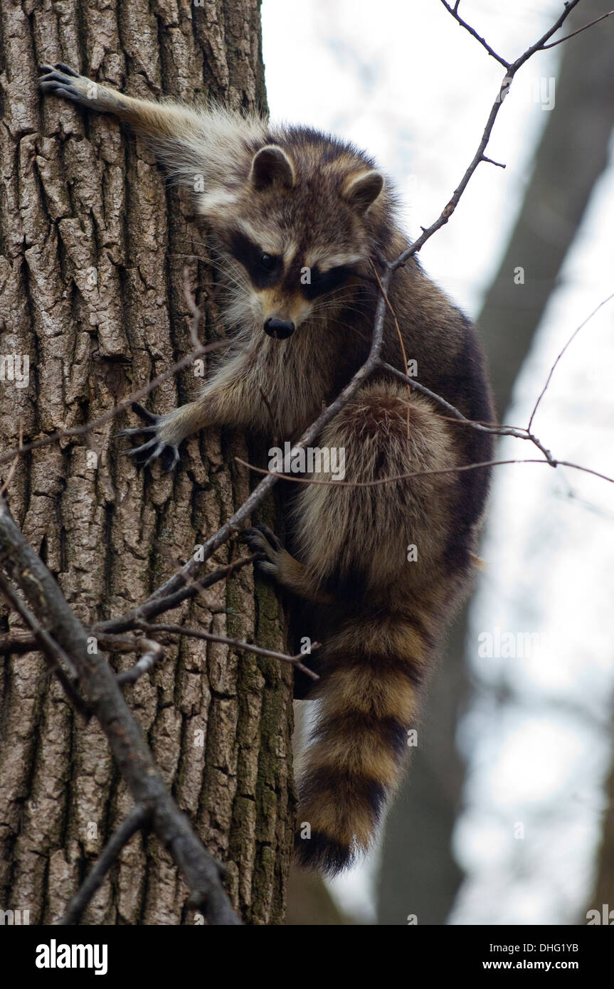 Climbing raccoon in a tree Stock Photo Alamy