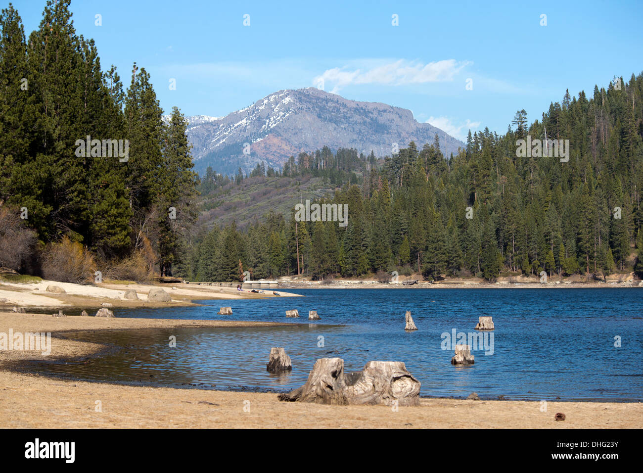 Tree Stumps on the beach of Hume Lake & Wren Peak, Sequoia National