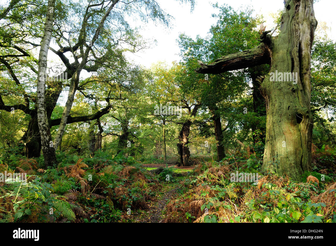 Sherwood Forest,Nottinghamshire,England,UK.Stag Headed Oak to left of picture Stock Photo Alamy