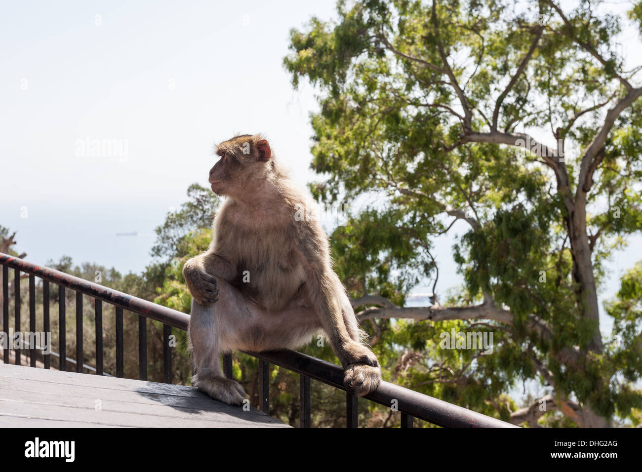 Barbary macaque in Gibraltar Stock Photo