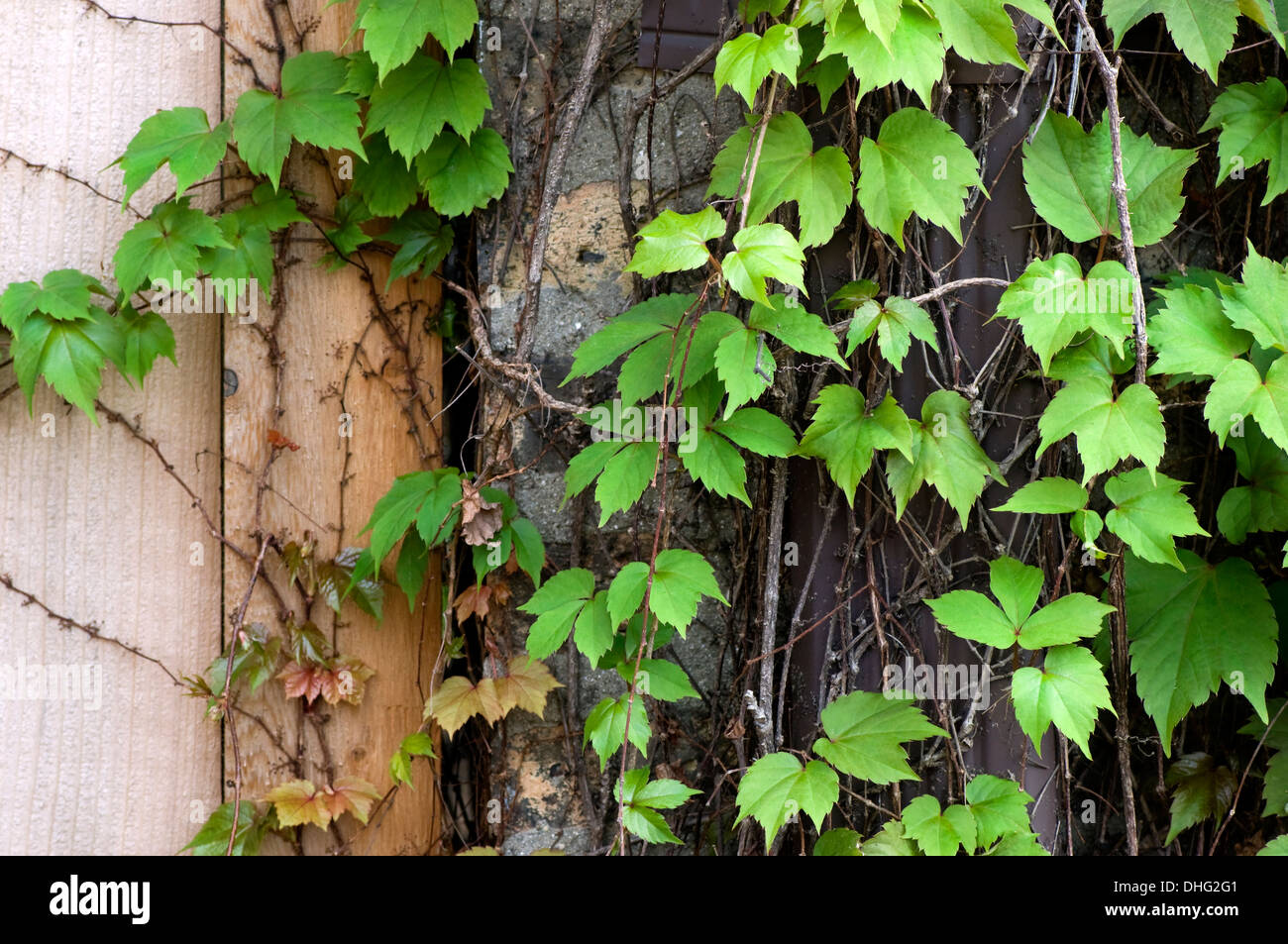 Ivy on a fence hi-res stock photography and images - Alamy