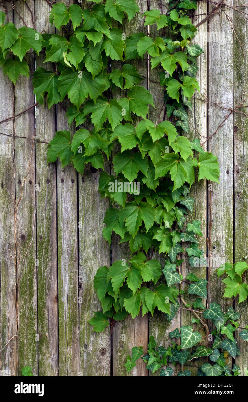 Green Ivy growing on a wooden fence Stock Photo Alamy